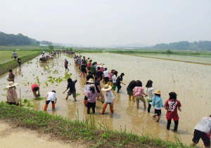 홍성군 홍동, 친환경 농사체험 일손으로 ‘북적’