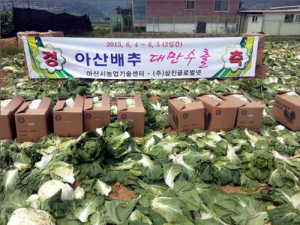 아산 봄배추 대만 수출길 열다