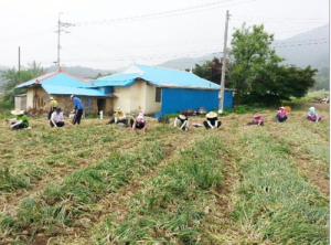 아산시, 자매결연마을 일손돕기 봉사