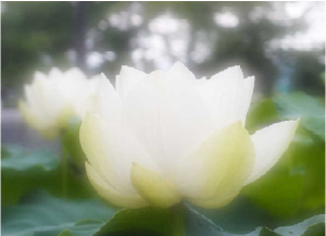 정산면사무소를 화사하게 수놓은 백련!