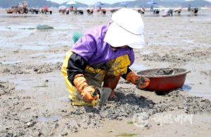 태안반도 바지락 수출 회복세