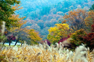 선인이 살았다는 성주산 ‘가을느낌’ 보자