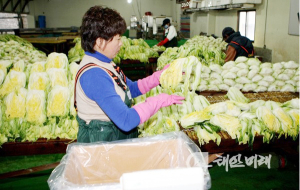 태안군, 바닷물 절임배추 인기 ‘상종가’