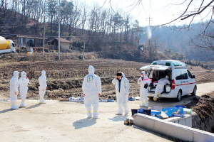 충남도, AI 발생농가서 ‘500m 내만 살처분’