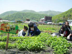 보령 성주면, 주말농장 50가구 분양
