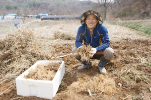 청양군, ‘잔대’재배로 농가소득 쑥쑥