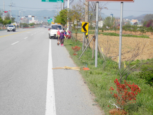 청양읍, 교월∼탄정간 도로변 2km 영산홍 식재