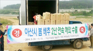 아산 봄배추 2년연속 수출길 열려