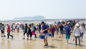 ‘모세의 기적’ 무창포 신비의 바닷길 ‘대박’