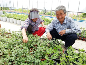 부여군, 국화차(菊花茶) 만드는 감국(甘菊) 재배