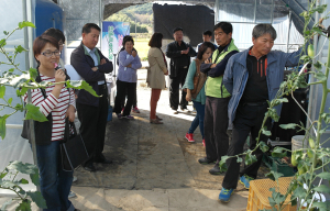 “고추 모양 방울토마토 에티켓을 아시나요?”