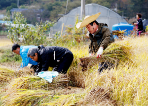 보령시 공무원, 수확철 농촌일손돕기 ‘구슬땀’