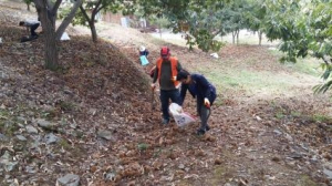 대치면 자매결연 강남소방서, 농촌일손돕기 구슬땀
