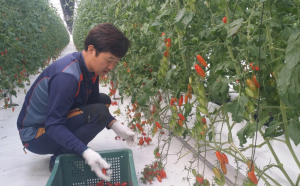 고추형 토마토 ‘에티켓’ 소비자 관심높아
