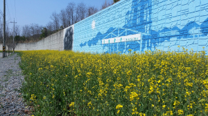 옛 구봉광산 유채꽃 보러 오세요!