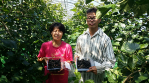칠갑산 맑은 정기 머금은 건강한 ‘오디’ 인기