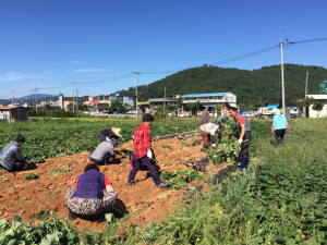 대치면 주민자치위원회, 고구마 수확에 땀 흘려