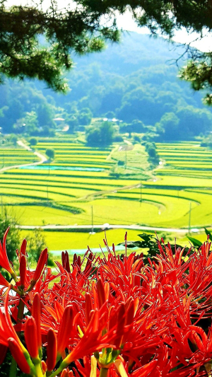 홍성군, 또 하나의 볼거리, ‘꽃 무릇 논두렁길 조성’