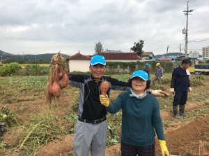 대치면 주민자치위원회, 고구마 수확에 땀 흘려