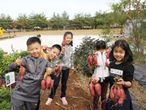 가남초, 학교 텃밭에서 고구마를 캤어요!