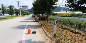 꽃길만 걷자, 청양 여름 꽃묘 식재