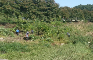 운곡면 신양천 잡목제거 실시