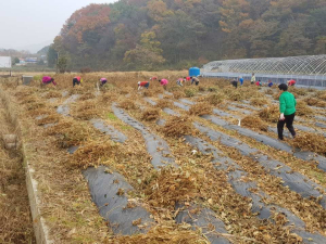 화성면 합천할머니 경로당, 관내 입원한 농가 일손 거들어