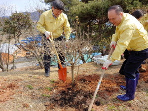 청양교육지원청, 청렴 다짐 무궁화 식목행사 실시