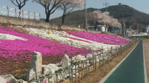 꽃잔디로 물든 청양읍 백세공원 ‘화사해’