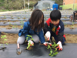 운곡초, 전교생 텃밭가꾸기 활동 체험 