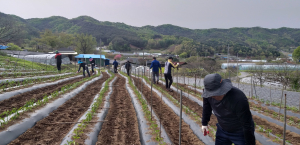 대치면 공직자들 고추심기 봉사 ‘구슬땀’