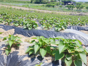 청양군, 꿀고구마 ‘베니하루카’로 고소득 기대
