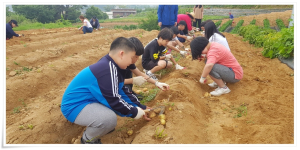정산초, 땀으로 배우는 수확의 기쁨