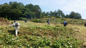 청양군, 추모공원·공동묘지 벌초봉사 구슬땀