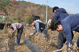 충남도립대 교직원, 농번기 지역농가 일손돕기 ‘구슬땀’
