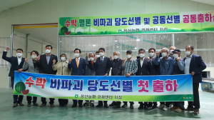 청양 농업인들 대표 여름과일 수박 본격 출하
