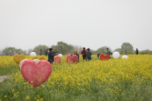 2023 부여 세도 방울토마토&유채꽃 축제… 노란 봄내음 한가득