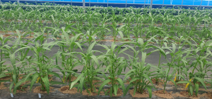 기후변화 대응 작물 ‘공심채’ 주목