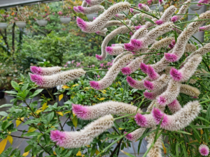 청양 고운식물원, 자연 속 가을빛 물결 황홀한 풍경
